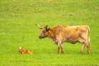 USA-Oklahoma-Wichita Mountains National Wildlife Refuge Longhorn cow with calf Art Print